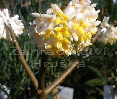 Edgeworthia chrysantha