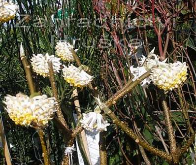 Edgeworthia chrysantha