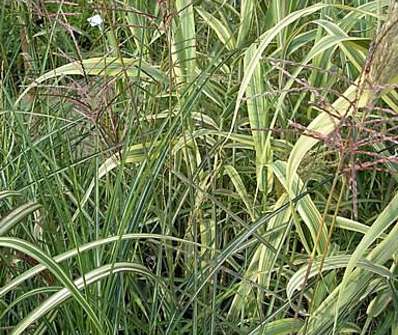 ozdobnice - Miscanthus sinensis 'Gracillimus'