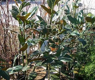 šácholan - Magnolia grandiflora 'Ferruginea'