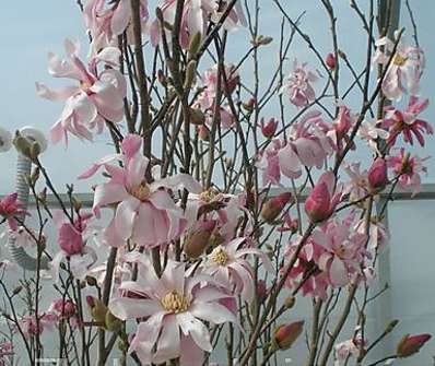 šácholan - Magnolia stellata 'Rosea'