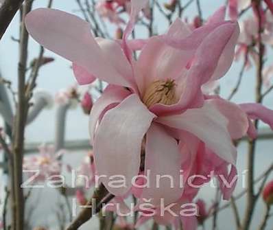 šácholan - Magnolia stellata 'Rosea'