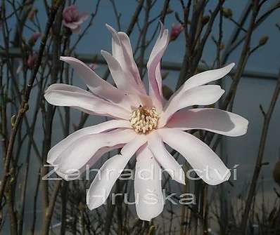 šácholan - Magnolia stellata 'Rosea'