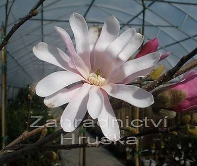 šácholan - Magnolia stellata 'Rosea'