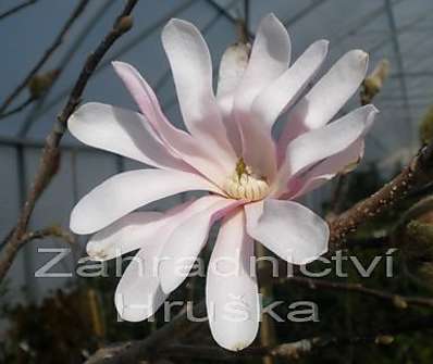 šácholan - Magnolia stellata 'Rosea'