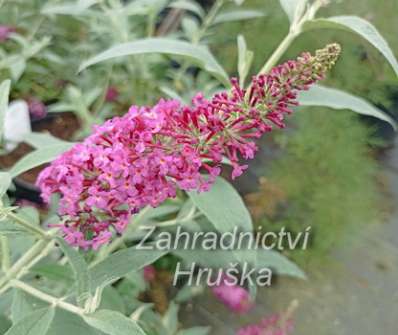 komule - Buddleja davidii 'Flutterby Red'