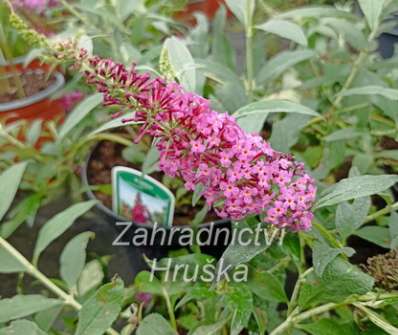 komule - Buddleja davidii 'Flutterby Red'