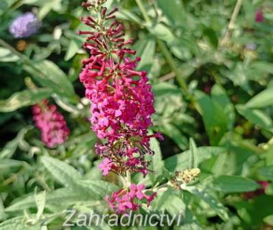 komule - Buddleja davidii 'Flutterby Red'