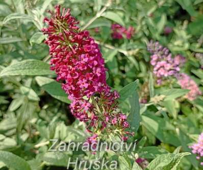 komule - Buddleja davidii 'Flutterby Red'