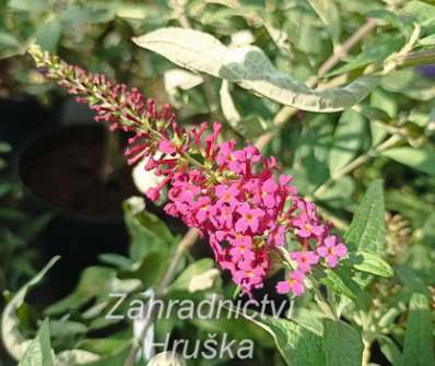 komule - Buddleja davidii 'Flutterby Red'