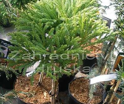 Cryptomeria japonica 'Globosa Nana' KM