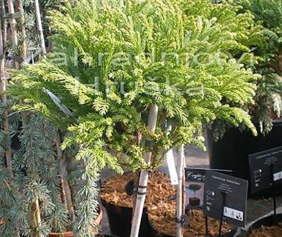 Cryptomeria japonica 'Globosa Nana' KM