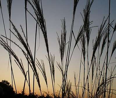 ozdobnice - Miscanthus sinensis 'Malepartus'