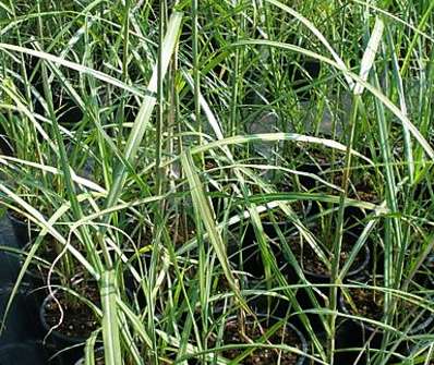 ozdobnice - Miscanthus sinensis 'Malepartus'