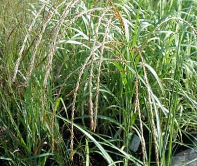 ozdobnice - Miscanthus sinensis 'Malepartus'