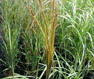 ozdobnice - Miscanthus sinensis 'Malepartus'