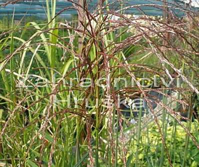 ozdobnice - Miscanthus sinensis 'Malepartus'