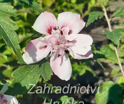 ibišek - Hibiscus syriacus 'Leopoldii'