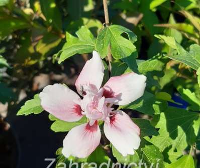 ibišek - Hibiscus syriacus 'Leopoldii'