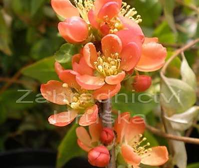 kdoulovec - Chaenomeles japonica 'Sargentii'