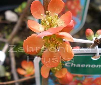 kdoulovec - Chaenomeles japonica 'Sargentii'