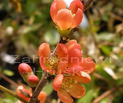 kdoulovec - Chaenomeles japonica 'Sargentii'