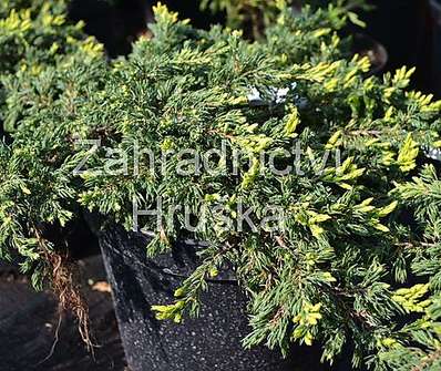 jalovec - Juniperus communis 'Goldschatz'