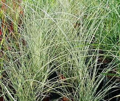 ozdobnice - Miscanthus sinensis 'Morning Light'