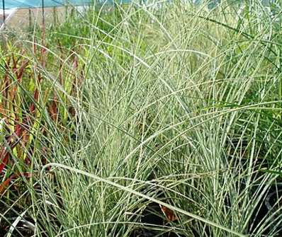 ozdobnice - Miscanthus sinensis 'Morning Light'