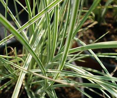 ozdobnice - Miscanthus sinensis 'Morning Light'