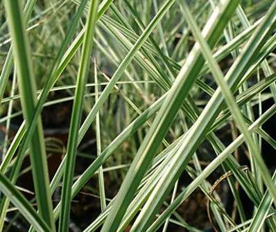 ozdobnice - Miscanthus sinensis 'Morning Light'