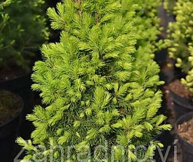 smrk - Picea glauca 'Rainbow's End'