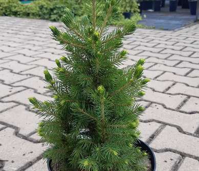 smrk - Picea glauca 'Rainbow's End'