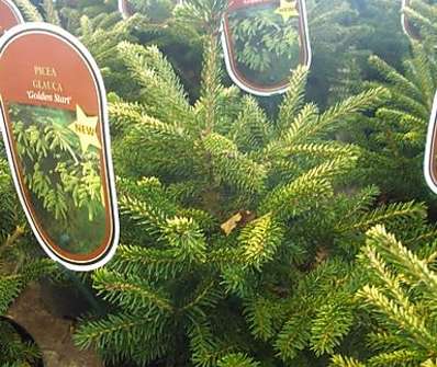 smrk - Picea orientalis 'Golden Start'