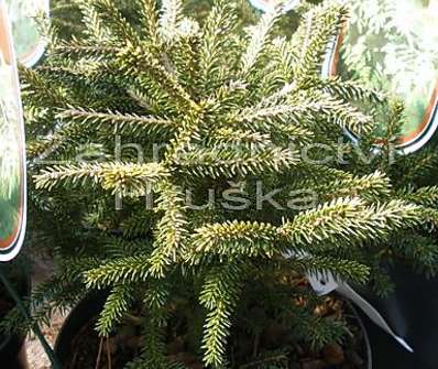 smrk - Picea orientalis 'Golden Start'