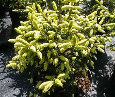 smrk - Picea orientalis 'Golden Start'