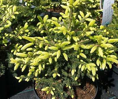 smrk - Picea orientalis 'Golden Start'