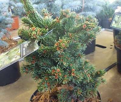 smrk - Picea pungens 'Lucky Strike'