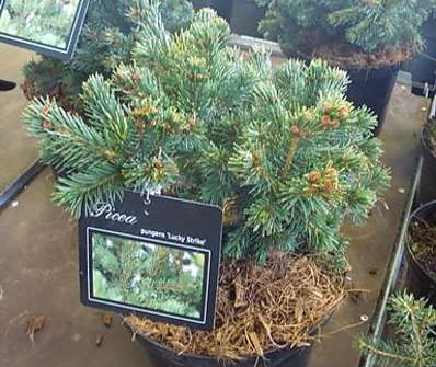 smrk - Picea pungens 'Lucky Strike'