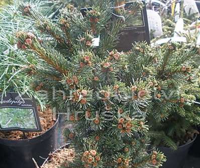 smrk - Picea pungens 'Lucky Strike'