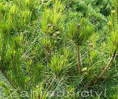 Borovice - Pinus densiflora 'Alice Verkade'