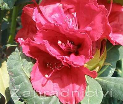 Rhododendron 'Red Jack'