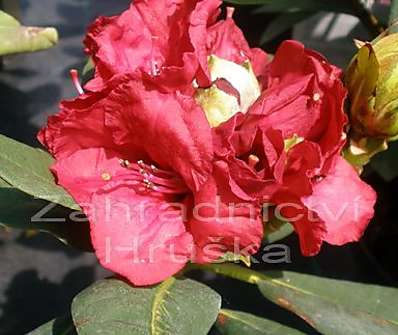 Rhododendron 'Red Jack'