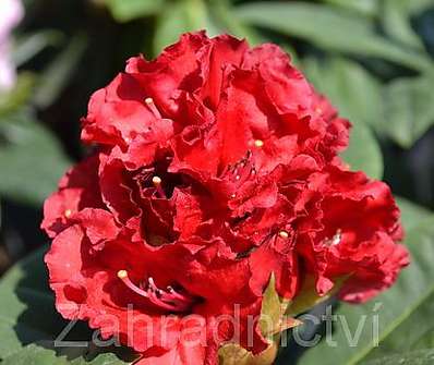 Rhododendron 'Red Jack'