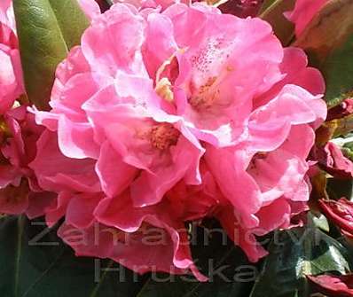 Rhododendron yakushimanum 'Morgenrot'