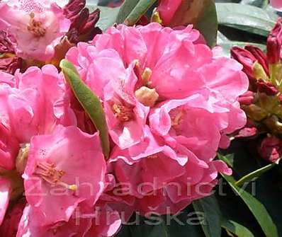 Rhododendron yakushimanum 'Morgenrot'