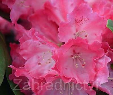 Rhododendron yakushimanum 'Morgenrot'