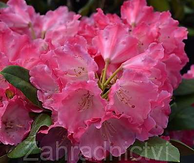 Rhododendron yakushimanum 'Morgenrot'