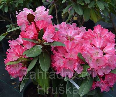 Rhododendron yakushimanum 'Morgenrot'