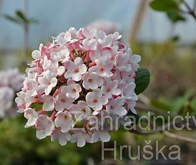 kalina - Viburnum carlesii 'Aurora'